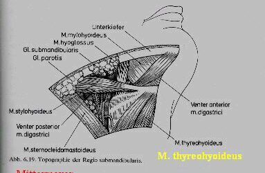 Anatomie