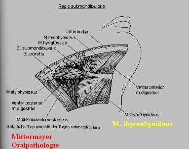 Anatomie